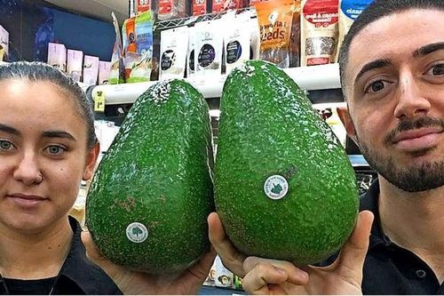 Giống bơ 'khổng lồ' nhất thế giới, to bằng cái đầu, cả nhà ăn 1 quả còn không hết