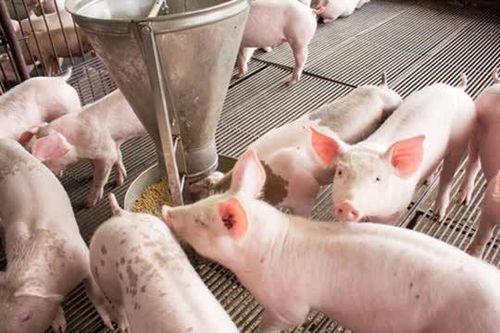 Giá heo hơi ngày 18/3: Đồng loạt tăng tại ba miền, mức cao nhất đạt 67.000 đồng/kg