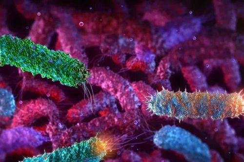 Đột phá điều trị ung thư: Biến khuẩn E. coli thành 'vũ khí sống' tiêu diệt khối u
