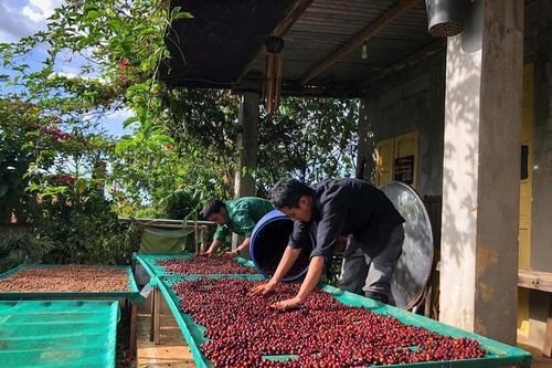 Doanh nghiệp cà phê linh hoạt thích ứng, giữ nhịp xuất khẩu ổn định