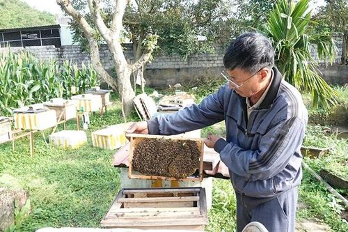 Vị ngọt thắp sáng 'ước mơ quê'