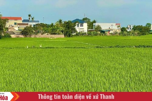 Lúa đương thì con gái - khoảng xanh giữa nhịp đô thị hóa