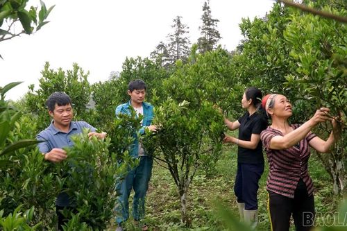 Gieo mầm xanh trên núi đá