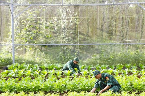 Ðẩy mạnh tăng gia sản xuất để cải thiện đời sống bộ đội