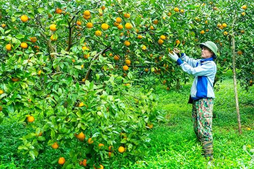 Tạo sinh kế bền vững ở vùng khó khăn