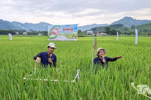 Mở rộng sản xuất lúa chất lượng cao