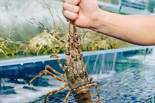 Xuất khẩu thủy sản 2 tháng đầu năm: Tôm hùm bứt phá