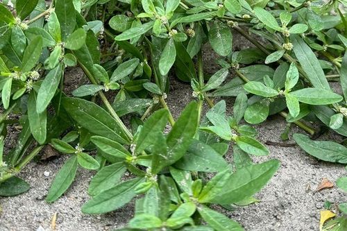 Từng là cỏ dại ven mương hái về 'cho lợn ăn', loại rau này nay lên chợ mạng giá 70.000 đồng/kg: Người thành phố tò mò đặt mua