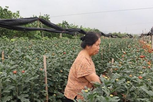 Ứng dụng công nghệ, mở rộng thị trường tiêu thụ hoa ở Tây Tựu