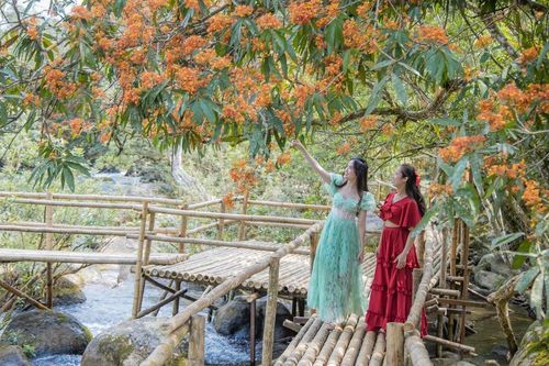 Xốn xang mùa hoa Vô Ưu trong lòng Di sản thiên nhiên Thế giới Phong Nha - Kẻ Bàng