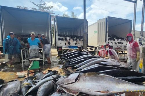 Xuất khẩu cá ngừ hai tháng đầu năm 2026: Chuyển dịch linh hoạt để giữ vững đà tăng trưởng