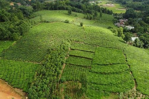Tháo gỡ khó khăn trong tiêu thụ sản phẩm chè tại một số xã trên địa bàn tỉnh Lào Cai