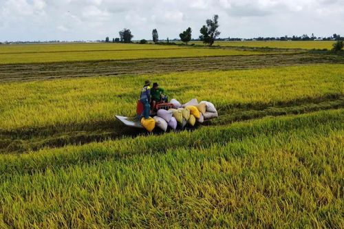 Tăng giải pháp, không để lúa nằm đồng khi giá giảm