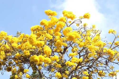 Phường Vũng Tàu: Hoa chuông vàng thu hút du khách