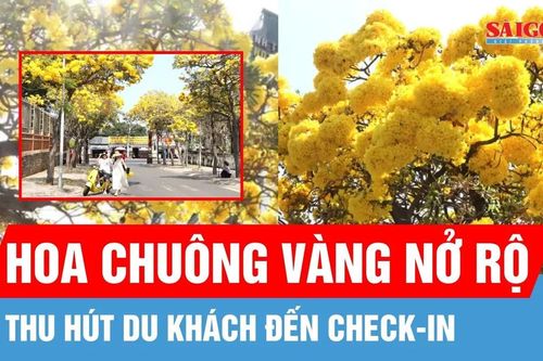 Phường Vũng Tàu: Hoa chuông vàng thu hút du khách