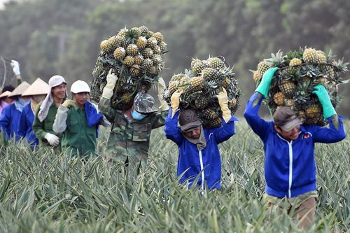 Lãnh đạo phải có tư duy đột phá để hỗ trợ nông dân làm giàu bền vững