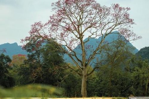 Hoa gạo bung nở rực rỡ, nhuộm đỏ một vùng quê xứ Nghệ