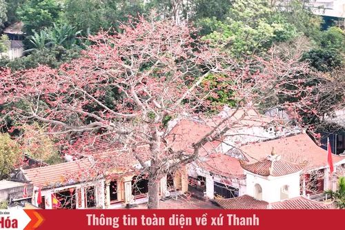 Chiêm ngưỡng hoa gạo nở đỏ rực tại đền Cá Lập và đền Thanh Khê, phường Sầm Sơn