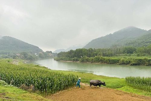 Xuân trên vùng ngã ba Bông