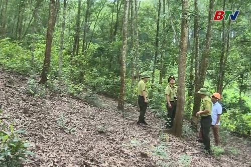 Chi cục Kiểm lâm tỉnh Bắc Ninh thông báo cấp dự báo cháy rừng