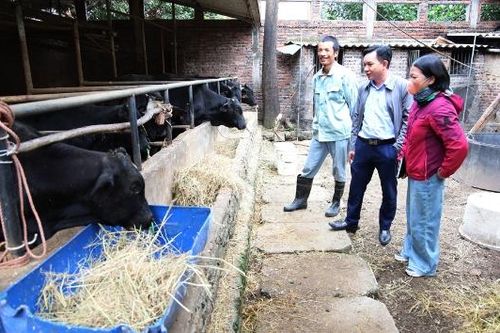Nhân Hòa phát triển đàn trâu, bò