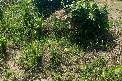 Xã Ya Hội tìm thân nhân 2 ngôi mộ cần di dời để thi công cao tốc Quy Nhơn-Pleiku