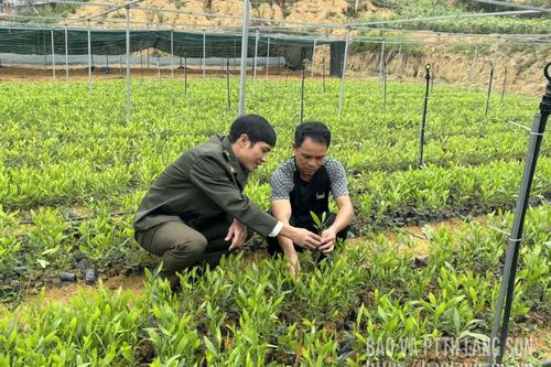 Giá cây giống tăng, nhà vườn phấn khởi