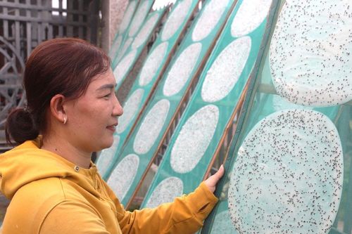 Gắn bó với nghề bánh tráng truyền thống