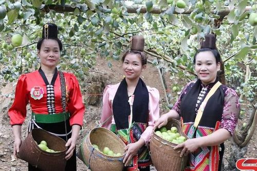 Mường Bú hình thành vùng sản xuất cây ăn quả tập trung