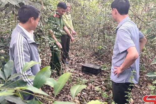 Vận động người dân thả cá thể chim Diều Hâu lưng nâu về môi trường rừng tự nhiên