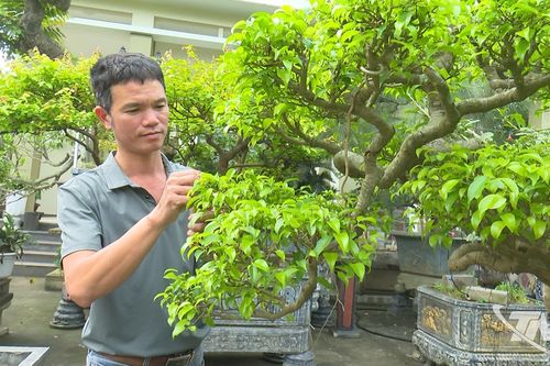 Làng cây cảnh Gò Móc khởi sắc