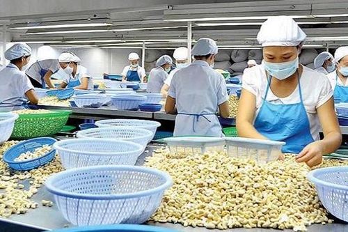 Các yêu cầu bắt buộc khi nhập khẩu hạt điều vào thị trường Bắc Âu