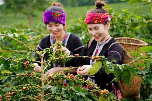 Cà phê Khe Sanh: Từ nông sản đặc hữu đến chuỗi giá trị đầu tư bền vững