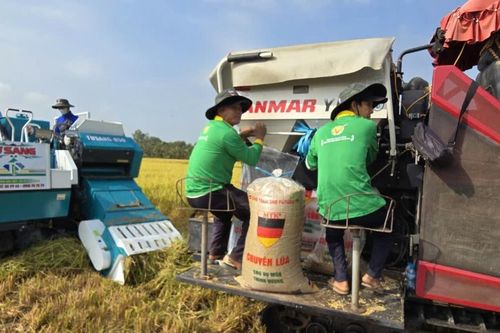 Nông dân ĐBSCL 'kẹt' giữa giá xăng tăng và giá lúa giảm