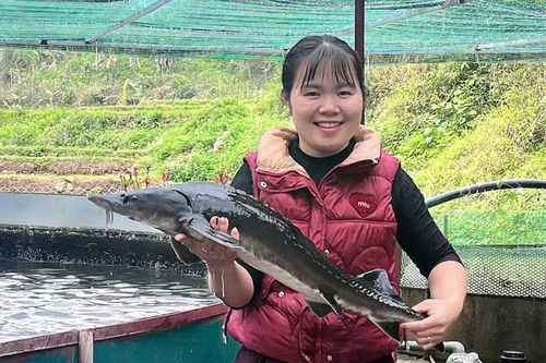 Người vận dụng khoa học, mở hướng đi mới từ mô hình nuôi cá tầm ở Trường Hà
