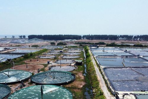 Chuyển đổi số mở hướng phát triển mới cho ngành thủy sản Việt