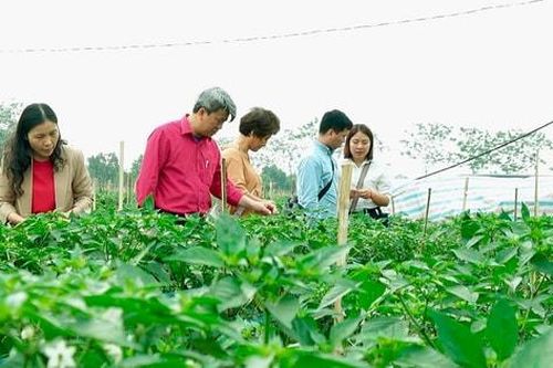 Kiểm tra hiện trạng sản xuất rau tại các vùng tập trung ở xã Thạch Thất