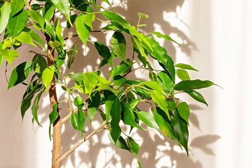 5 loại cây cảnh nhiều người khuyên không nên đặt trong nhà
