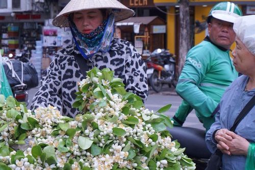 Hoa bưởi tháng Ba thơm ngát thanh tao, giá cao nhưng vẫn đắt hàng