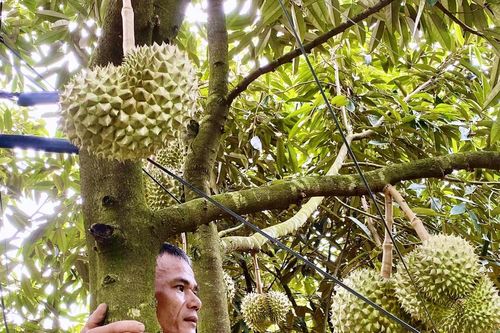 Khi sầu riêng thành niềm vui chung giữa đại ngàn
