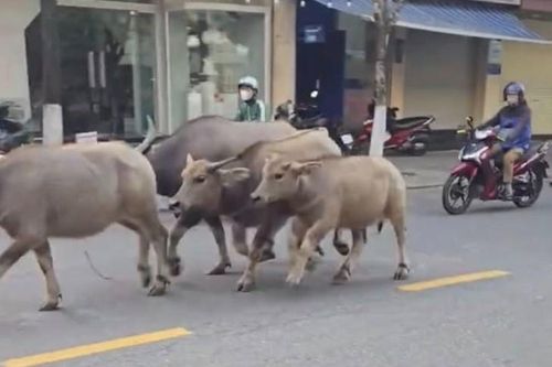Đàn trâu gây náo loạn đường phố Đà Nẵng