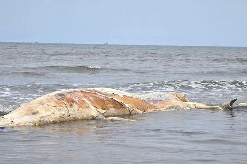 Xác cá voi trôi dạt vào bờ biển Nghệ An