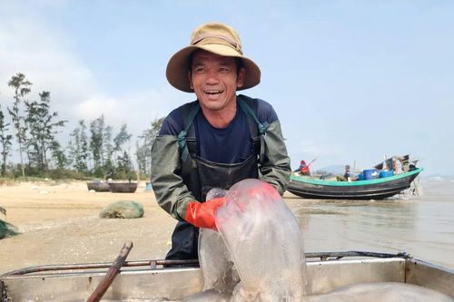 Ngư dân Hà Tĩnh trúng đậm sứa biển