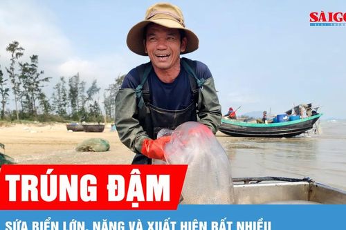 Ngư dân Hà Tĩnh trúng đậm sứa biển