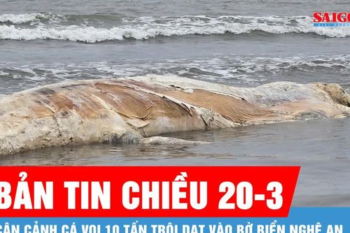 Bản tin chiều 20-3: Cận cảnh cá voi 10 tấn trôi dạt vào bờ biển Nghệ An