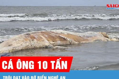Xác cá voi trôi dạt vào bờ biển Nghệ An