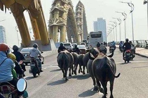 Bất ngờ cảnh đàn trâu chạy giữa đường phố trung tâm Đà Nẵng