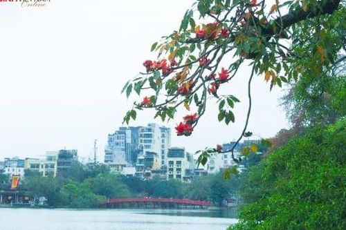 Choáng ngợp vẻ đẹp của cây hoa gạo bên Hồ Gươm