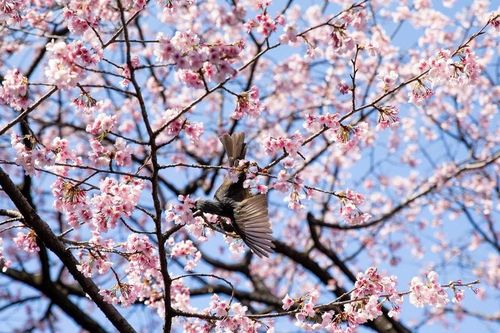Thủ đô Tokyo chính thức bước vào mùa hoa anh đào