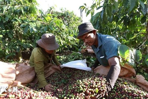 Nâng tầm thương hiệu càphê Gia Lai qua trải nghiệm văn hóa và du lịch